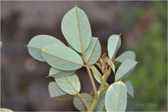 Desmodium ferrugineum